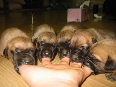 Puppies.jpg