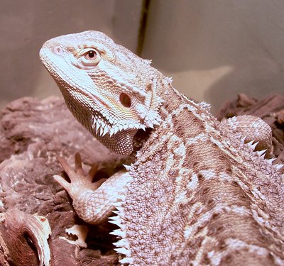 godzilla-6 months.jpg