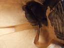 Filename=Centurion_Original_Helmet_12.JPG
Filesize=265KiB
Dimensions=1600x1200
Date added=Nov 06, 2016 Centurion_Original_Helmet_12.JPG