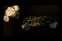Filename=BSG_2003_Game_Cut_Scene_11.mp4
Filesize=14392KiB
Dimensions=0x0
Date added=Aug 29, 2016 BSG_2003_Game_Cut_Scene_11.mp4