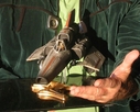 BSG_The_Second_Coming_Colonial_Viper_Original_Miniature_04.jpg