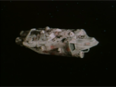 Filename=Buck_Rogers_Shgoratchx21_BSG_Reuse_05.png
Filesize=754KiB
Dimensions=1440x1080
Date added=Feb 07, 2015 Buck_Rogers_Shgoratchx21_BSG_Reuse_05.png