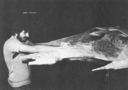 Draconia_Original_Miniature_under_Construction_01.jpg