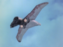 Filename=Hawk_Fighter_Screencap_02.png
Filesize=1742KiB
Dimensions=1464x1080
Date added=Jul 01, 2017 Hawk_Fighter_Screencap_02.png