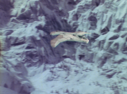 Filename=Hawk_Fighter_Screencap_12.png
Filesize=3130KiB
Dimensions=1464x1080
Date added=Jul 01, 2017 Hawk_Fighter_Screencap_12.png