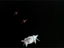 Filename=Starfighter_Screencap_36.png
Filesize=416KiB
Dimensions=1440x1080
Date added=Nov 30, 2014 Starfighter_Screencap_36.png