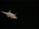 Filename=Sled_Screencap_02.png
Filesize=519KiB
Dimensions=1440x1080
Date added=Dec 14, 2014 Sled_Screencap_02.png