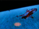 Filename=Zaad_Shark_Fighter_Screencap_01.png
Filesize=2185KiB
Dimensions=1440x1080
Date added=Dec 14, 2014 Zaad_Shark_Fighter_Screencap_01.png