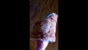 Muffit_II_Replica_Leg_Section.mp4