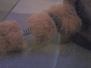 Filename=Muffit_II_Original_Costume_36.jpg
Filesize=650KiB
Dimensions=1988x1491
Date added=Dec 27, 2018 Muffit_II_Original_Costume_36.jpg