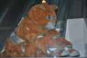 Filename=Muffit_II_Original_Costume_37.JPG
Filesize=4492KiB
Dimensions=3872x2592
Date added=Oct 09, 2016 Muffit_II_Original_Costume_37.JPG