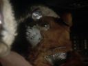 Filename=Muffit_II_Screencap_37.png
Filesize=2219KiB
Dimensions=1440x1080
Date added=Oct 09, 2016 Muffit_II_Screencap_37.png
