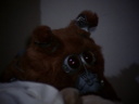 Muffit_II_Screencap_57.png