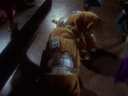 Filename=Muffit_II_Screencap_84.png
Filesize=1459KiB
Dimensions=1440x1080
Date added=Oct 09, 2016 Muffit_II_Screencap_84.png