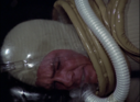 Filename=Warrior_Spacesuit_Screencap_23.png
Filesize=2492KiB
Dimensions=1472x1080
Date added=Dec 28, 2018 Warrior_Spacesuit_Screencap_23.png