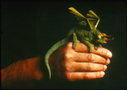 Imperious_Leader_Original_Lizard_Pet.jpg
