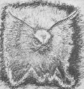 Unused_Moth_Alien_Sketch.jpg