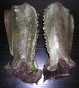 Ovion_Original_Calves_01.JPG