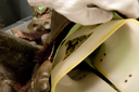 Filename=Ovion_Original_Costume_28.jpg
Filesize=4731KiB
Dimensions=4288x2848
Date added=Jun 12, 2015 Ovion_Original_Costume_28.jpg