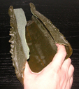 Ovion_Original_Forearm_03.JPG