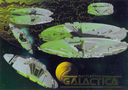 Dart_Flipcards_BSG_141.jpg