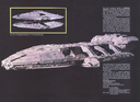 Battlestar_Galactica_Annual_16.jpg