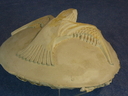 Filename=Viper_Helmet_Original_Eagle_Crest_Casting_02.JPG
Filesize=99KiB
Dimensions=640x480
Date added=Mar 23, 2017 Viper_Helmet_Original_Eagle_Crest_Casting_02.JPG