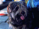 Filename=Muffit.jpg
Filesize=41KiB
Dimensions=432x324
Date added=Dec 29, 2017 Muffit.jpg