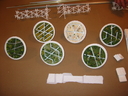 Agro_Ship_Replica_05.jpg