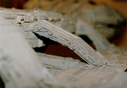 Filename=Battlestar_Original_Miniature_215.jpg
Filesize=1898KiB
Dimensions=2192x1518
Date added=Jun 26, 2015 Battlestar_Original_Miniature_215.jpg