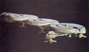Mineral_Ship_Promo_01.jpg