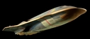 Filename=Rising_Star_Studio_Scale_Replica_04.jpg
Filesize=41KiB
Dimensions=1024x451
Date added=Nov 14, 2015 Rising_Star_Studio_Scale_Replica_04.jpg