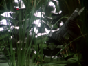 Filename=Rifle_Screencap_21.png
Filesize=2832KiB
Dimensions=1440x1080
Date added=Nov 01, 2015 Rifle_Screencap_21.png